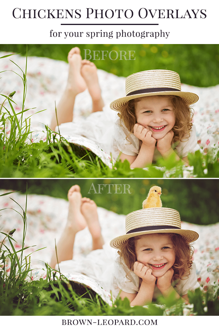12 different chickens photo overlays. Great for Easter photography - spring mini sessions, kids, family & portrait pictures. Drag & drop - very easy to use, fast and simple. Original results just in few minutes. Professional spring photo overlays for Photoshop, Zoner, Gimp, PicMoneky, Canva, etc. Photo overlays for creative photographers from Brown Leopard.