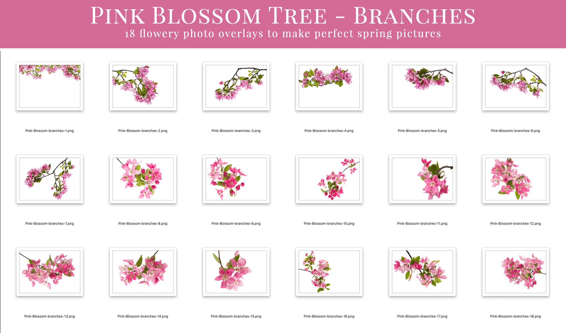 blossom tree spring photo overlays
