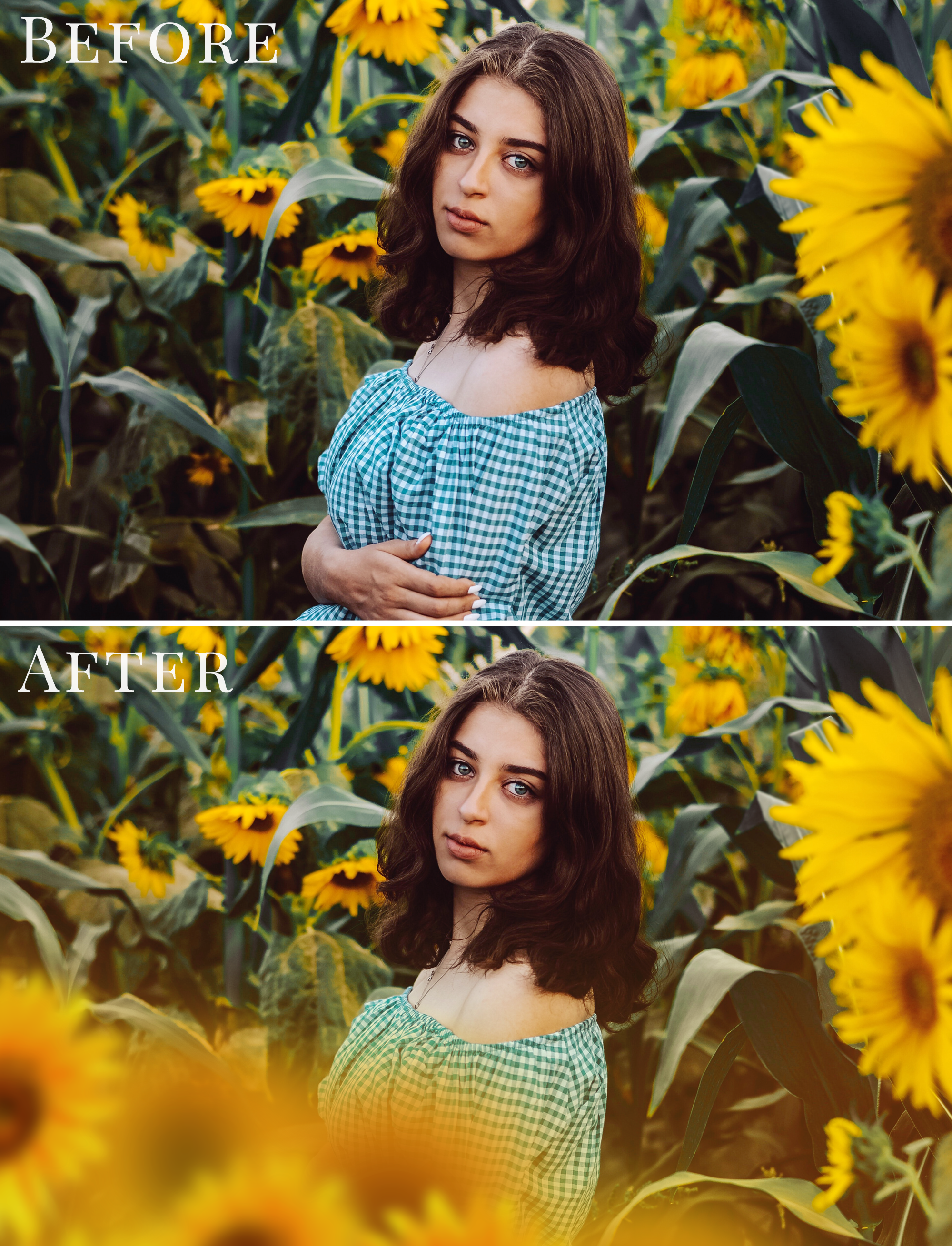 sunflower photo overlays